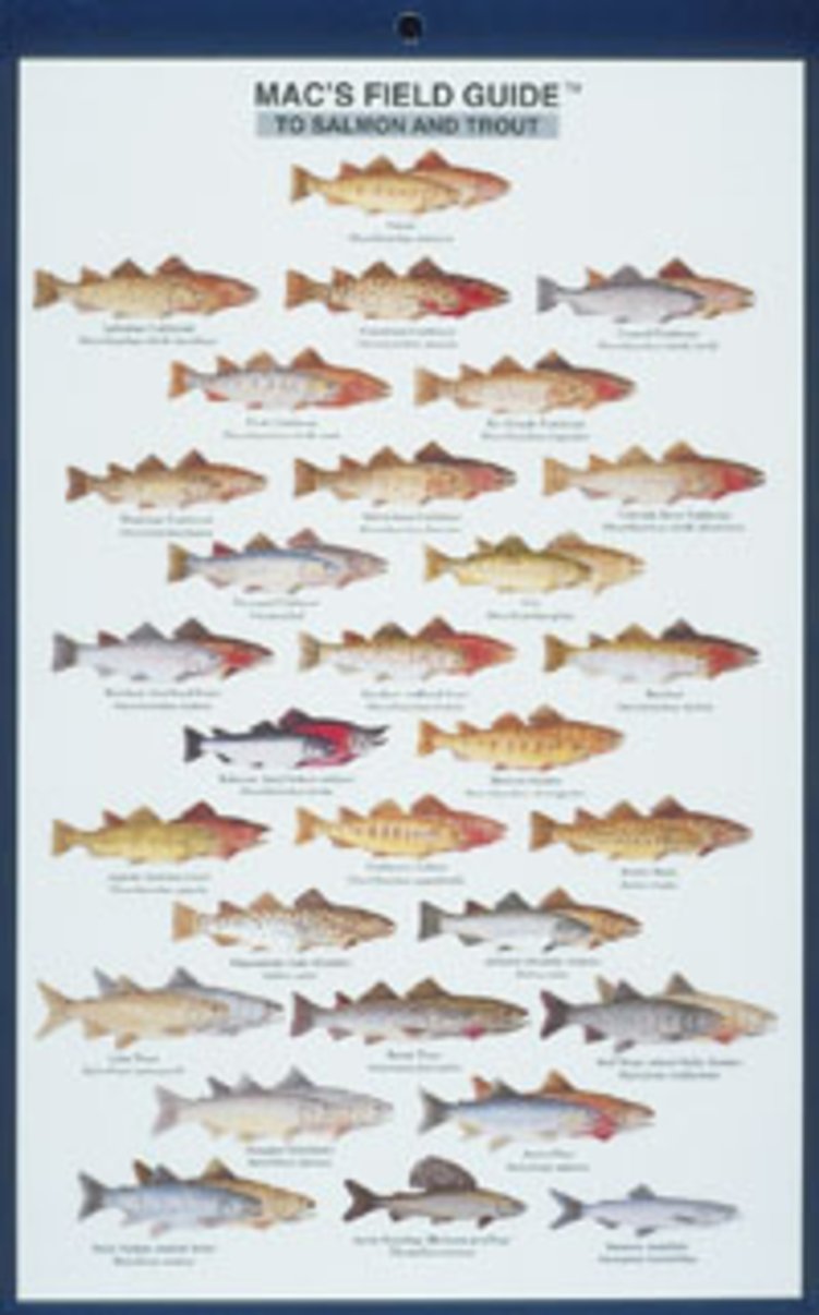 Mac's Field Guides: North American Salmon & Trout