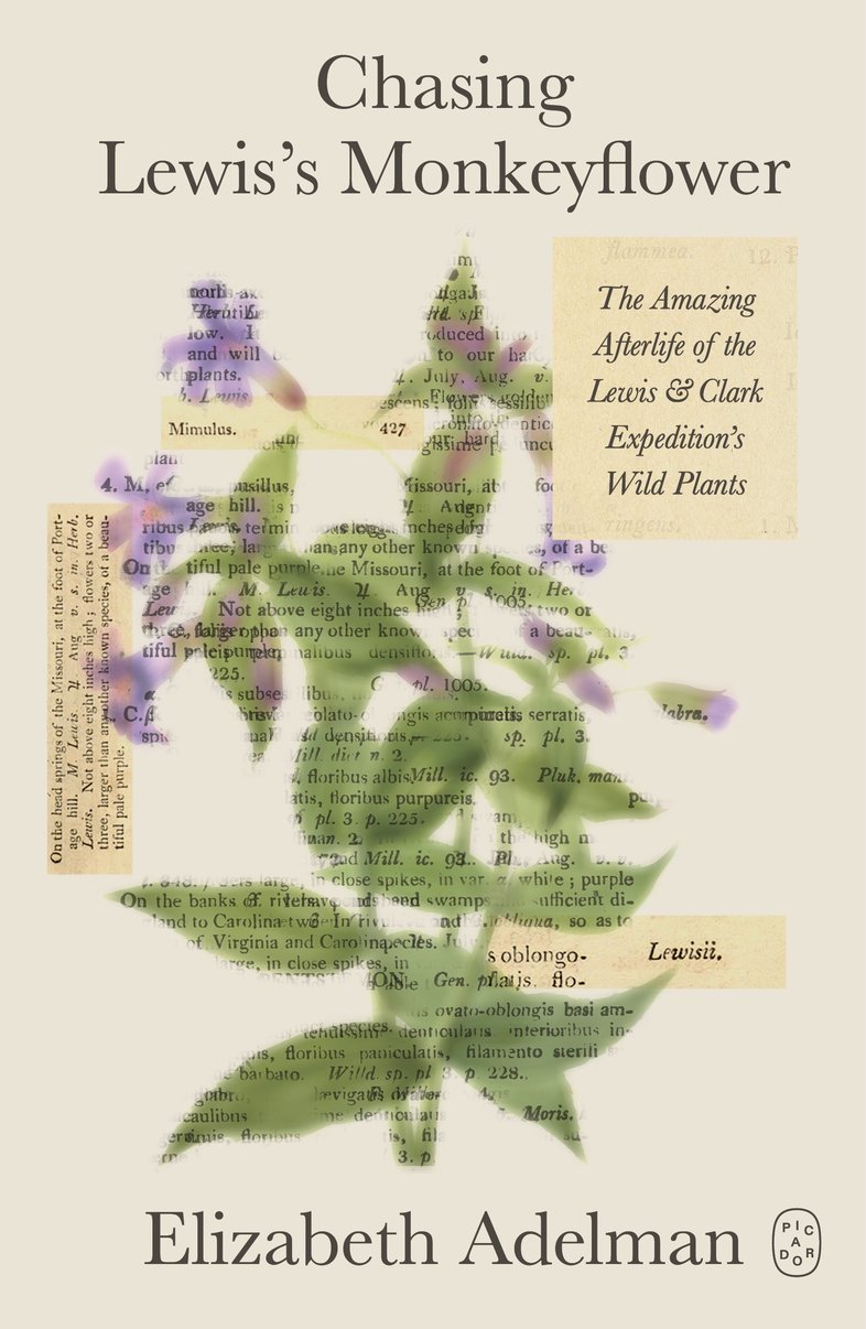 Chasing Lewis's Monkeyflower