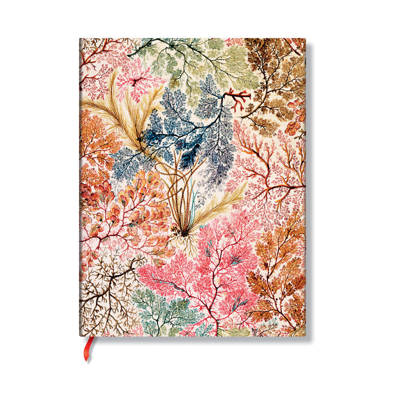 Anemone, William Kilburn, Softcover Flexis, Mini, Lined, Elastic Band, 208 Pg, 80 GSM