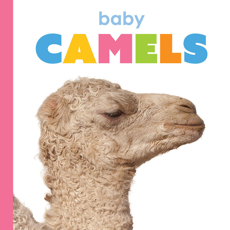 Baby Camels