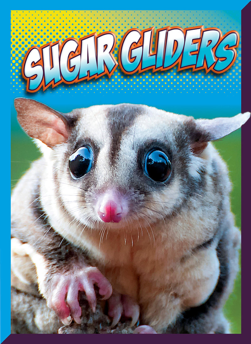 Sugar Gliders