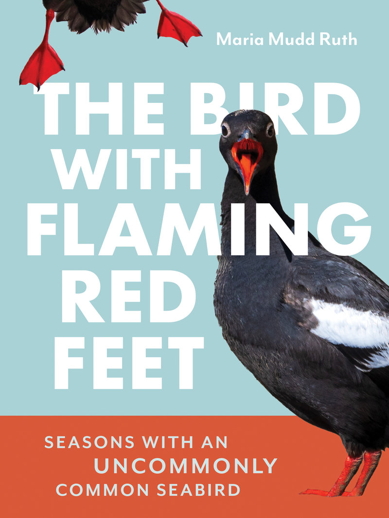 The Bird with Flaming Red Feet