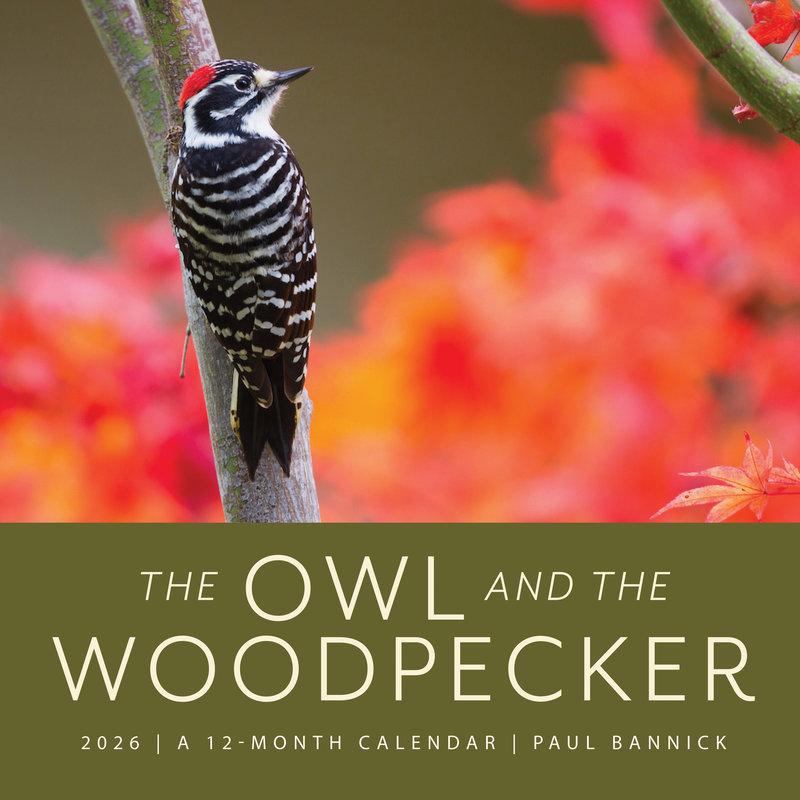 The Owl & the Woodpecker 2026