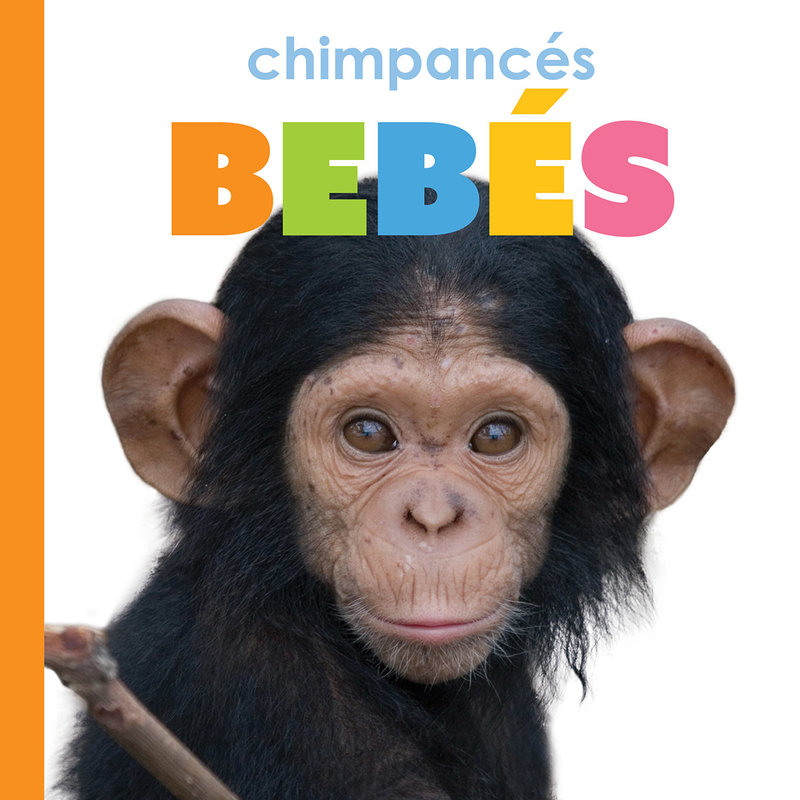 Chimpancés bebés