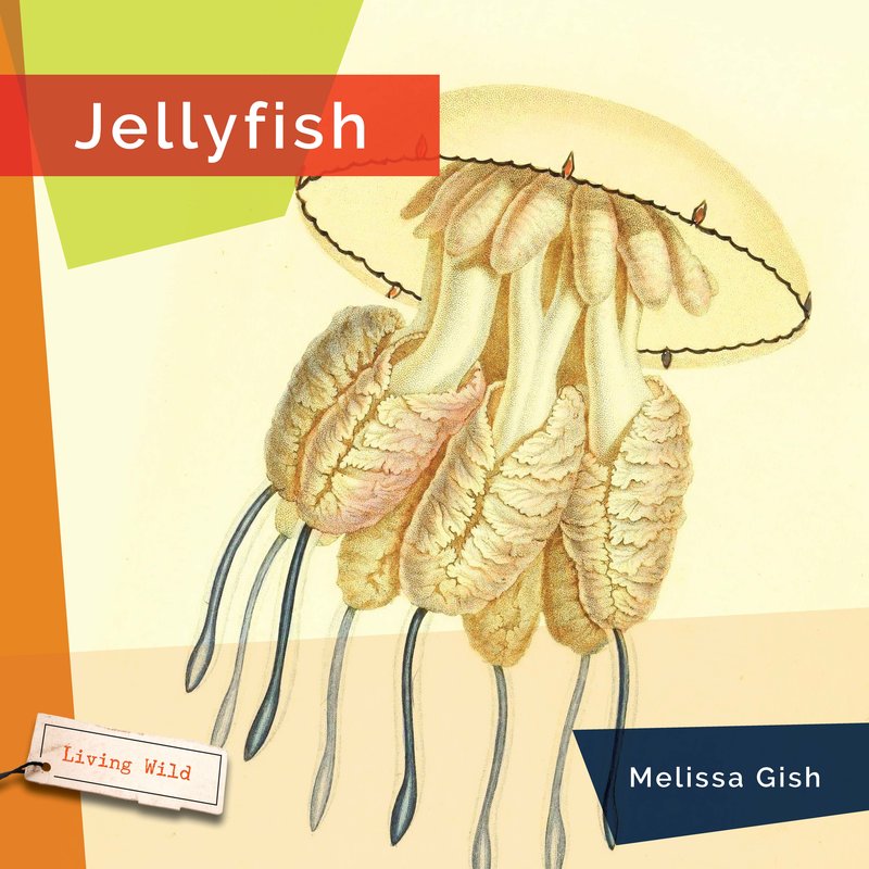 Jellyfish