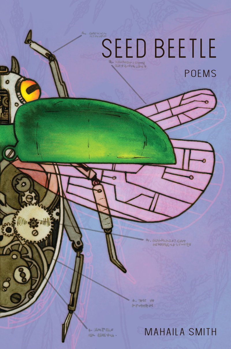 Seed Beetle