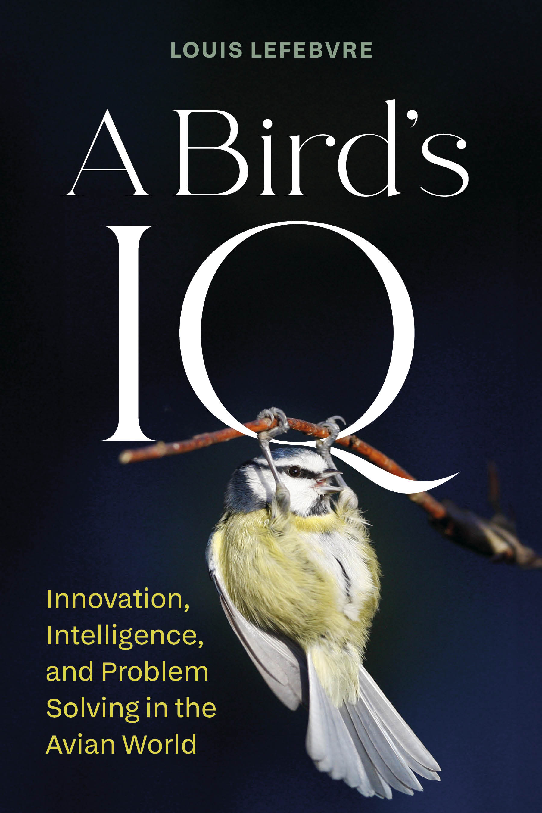 A Bird's IQ