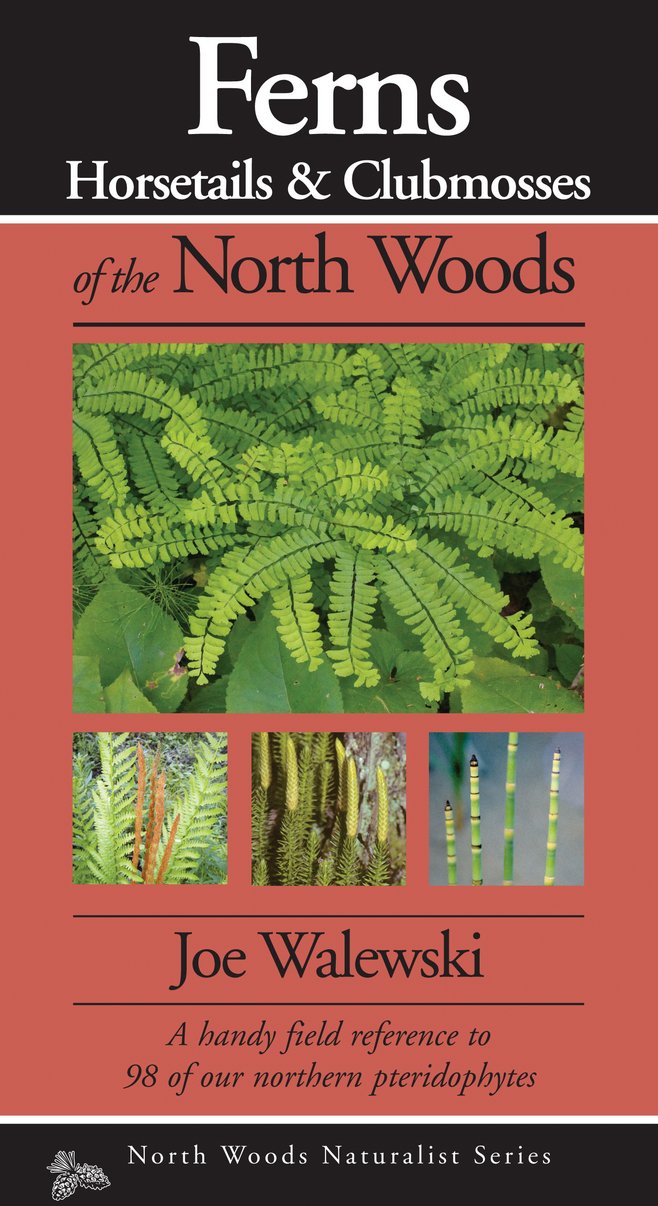 Ferns & Allies of the North Woods