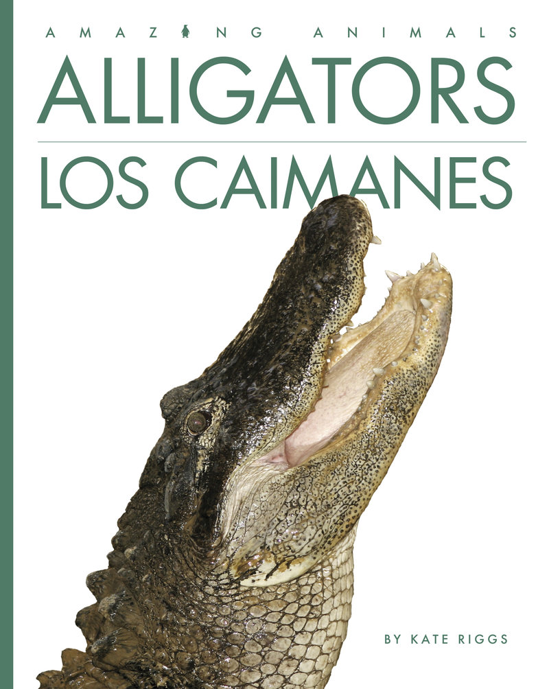 Alligators / Los caimanes