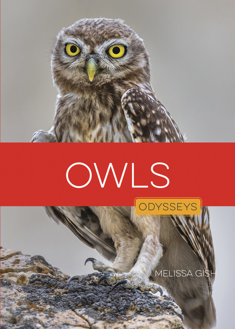 Owls