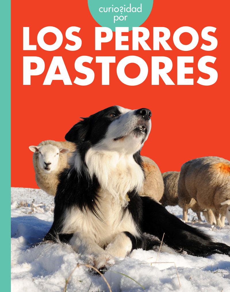 Curiosidad por los perros pastores