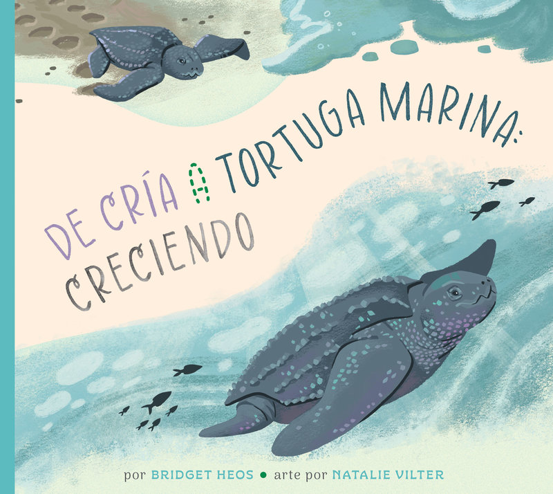 De la cría a la tortuga marina: creciendo