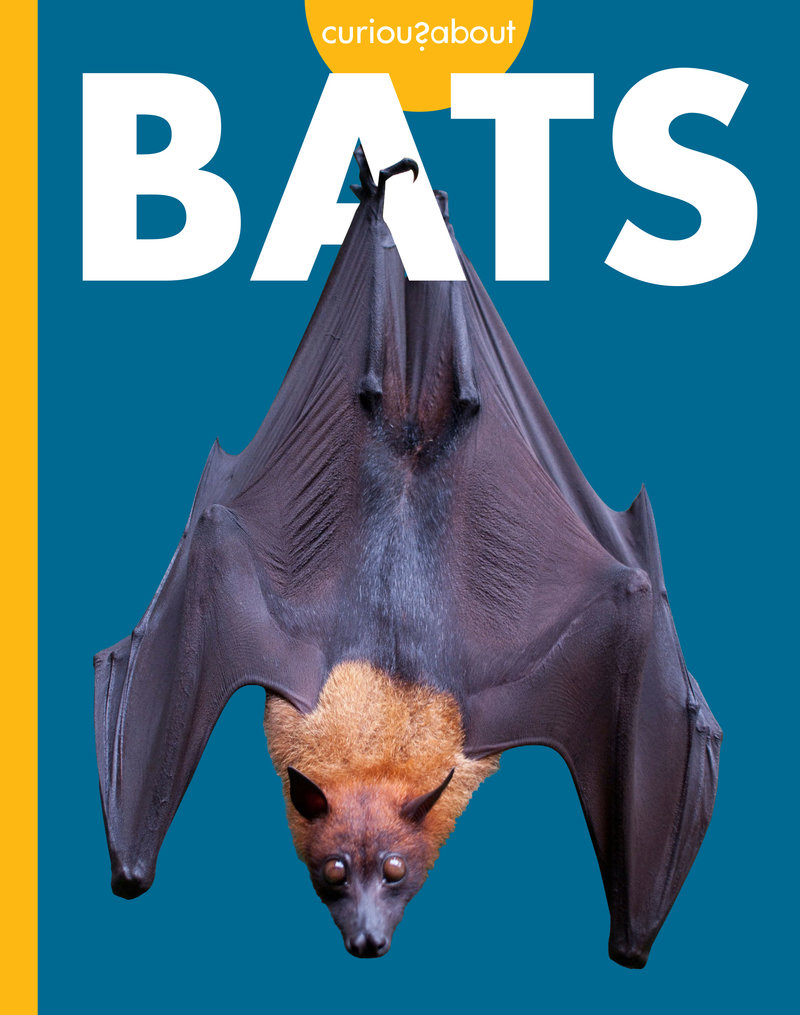 Curious about Bats
