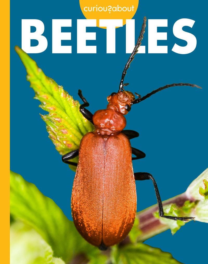 Curious about Beetles