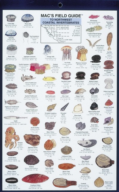 Mac's Field Guides: Northwest Coastal Invertebrates