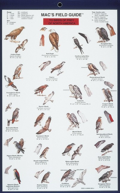 Mac's Field Guides: North American Birds of Prey