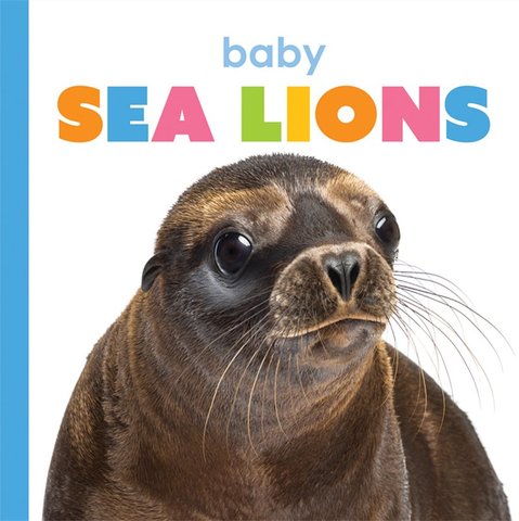 Baby Sea Lions