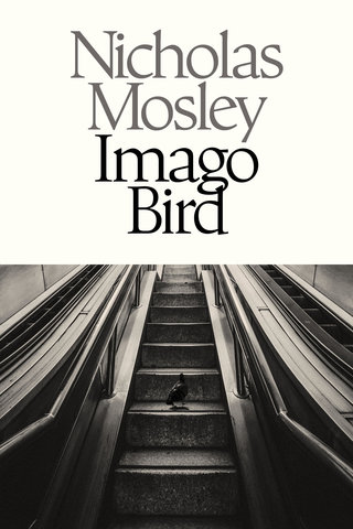 Imago Bird