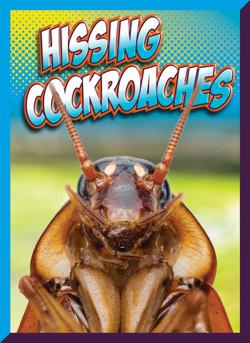Hissing Cockroaches
