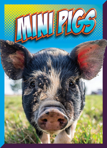 Mini Pigs