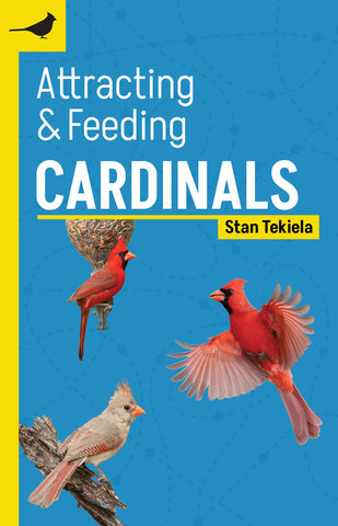 Attracting & Feeding Cardinals