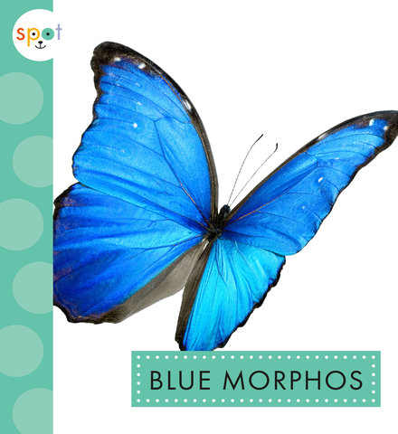 Blue Morphos