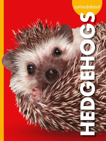 Curious about Hedgehogs