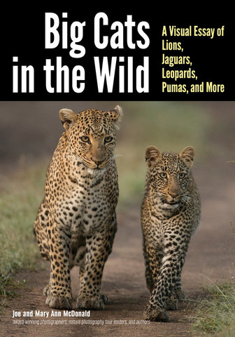 Big Cats in The Wild