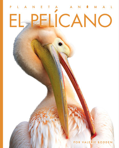 El pelicano