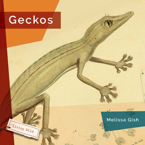 Geckos