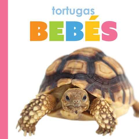 Tortugas bebés