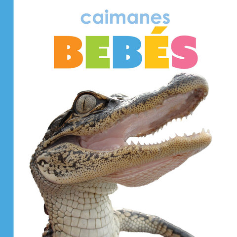 Caimanes bebés