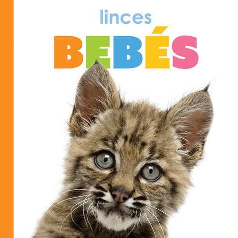 Linces bebés