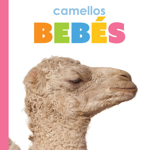 Camellos bebés