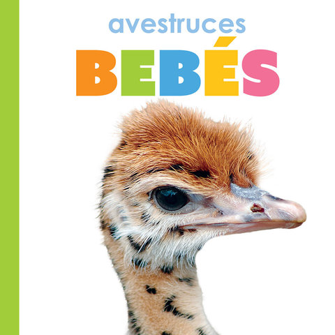 Avestruces bebés