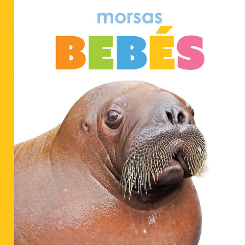 Morsas bebés