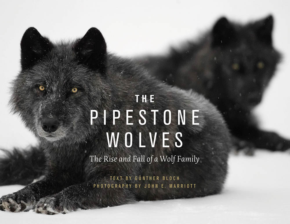Pipestone Wolves, The