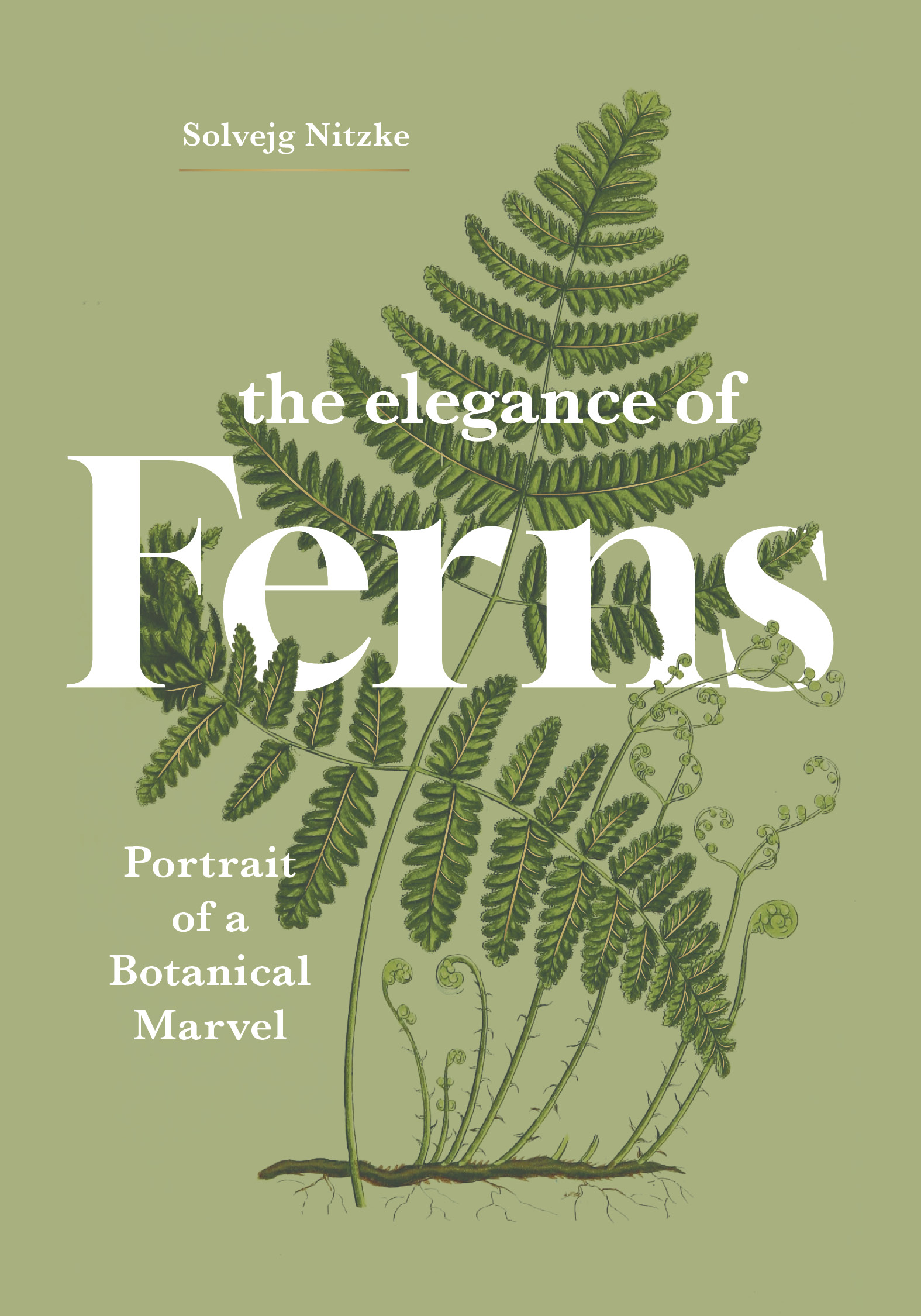 The Elegance of Ferns
