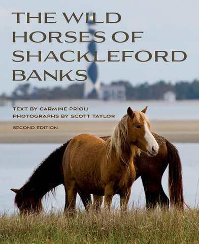 Wild Horses of Shackleford Banks