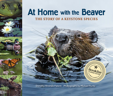 At Home with the Beaver