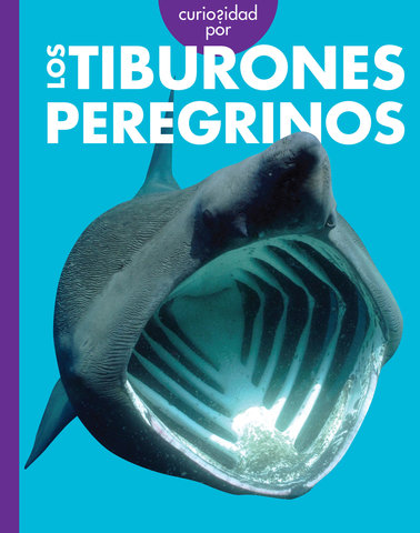 Curiosidad por los tiburones peregrinos
