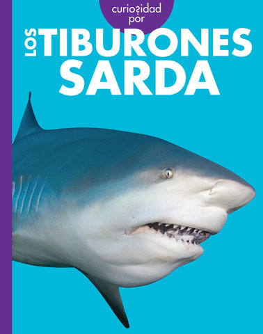 Curiosidad por los tiburones sarda