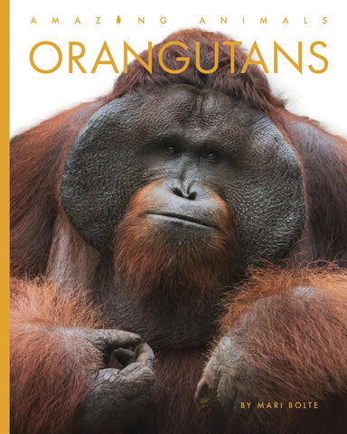 Orangutans