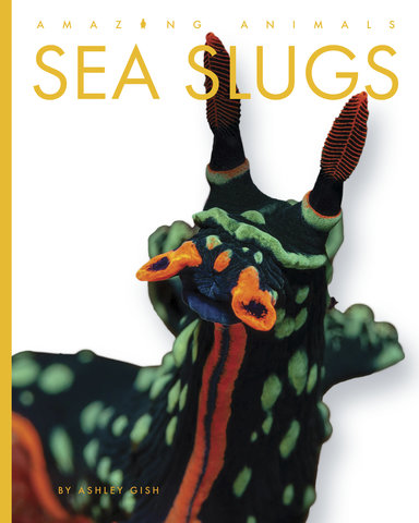 Sea Slugs