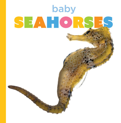 Baby Seahorses