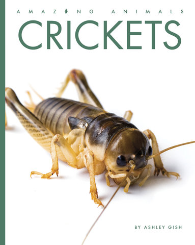 Crickets