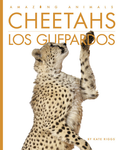 Cheetahs / Los guepardos