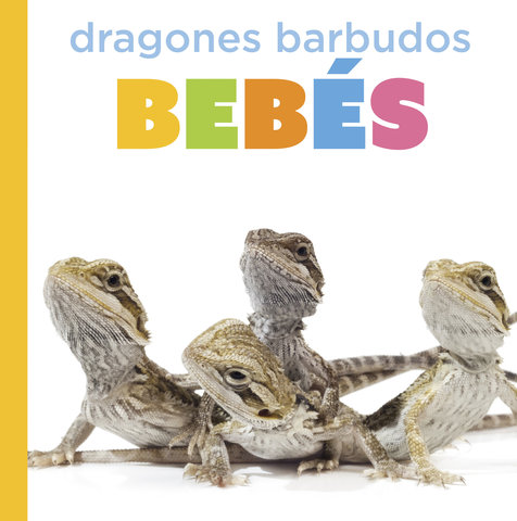 Dragones barbudos bebés