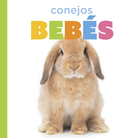 Conejos bebés