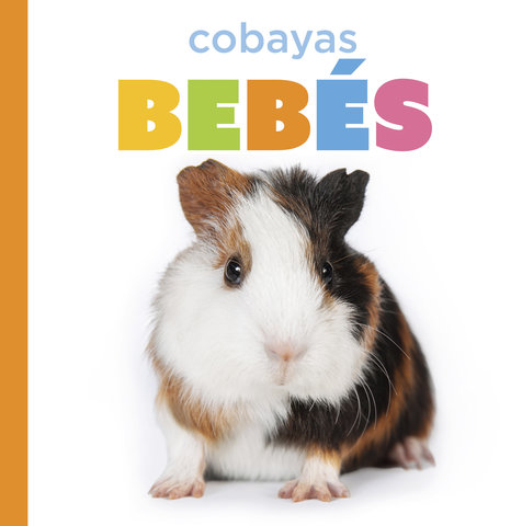 Cobayas bebés